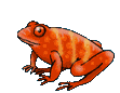 animated-frog-image-0008