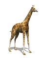 animated-giraffe-image-0036