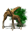 animated-giraffe-image-0066
