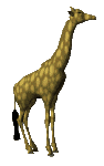 animated-giraffe-image-0072