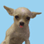 animated-dog-image-0966