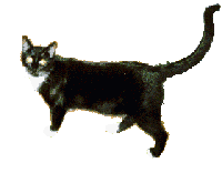 animated-cat-image-0366