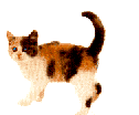 animated-cat-image-0416