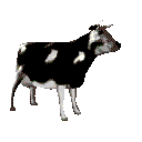 animated-cow-image-0235