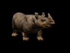 animated-rhino-image-0016