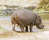 animated-hippo-image-0087