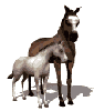 animated-horse-image-0020