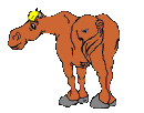 animated-horse-image-0057