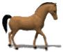 animated-horse-image-0230