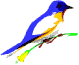 animated-bird-image-0035
