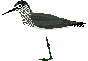 animated-bird-image-0527