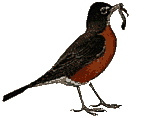 animated-bird-image-0616