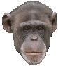 animated-chimp-image-0005