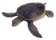 animated-turtle-image-0069
