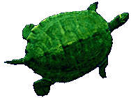 animated-turtle-image-0162