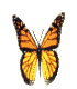 animated-butterfly-image-0008