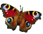 animated-butterfly-image-0257