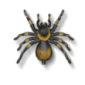 animated-spider-image-0166