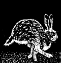 animated-rabbit-image-0269