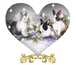 animated-rabbit-image-0556