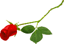 animated-rose-image-0028