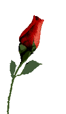 animated-rose-image-0206