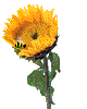 animated-sunflower-image-0026