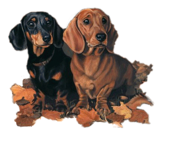 animated-dachshund-image-0050