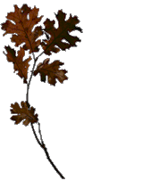 animated-tree-image-0116