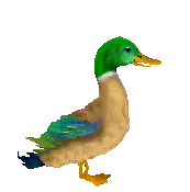 animated-duck-image-0035