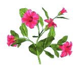 animated-flower-image-0438