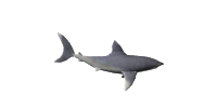 animated-shark-image-0038