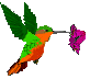 animated-hummingbird-image-0016