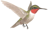 animated-hummingbird-image-0033