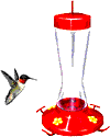 animated-hummingbird-image-0035