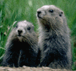animated-groundhog-image-0026