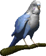 animated-parrot-image-0068