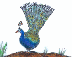 animated-peacock-image-0005