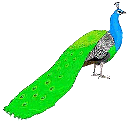 animated-peacock-image-0009
