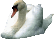 animated-swan-image-0024