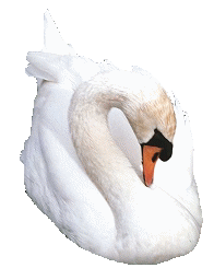 animated-swan-image-0026