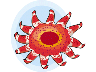 animated-starfish-image-0022