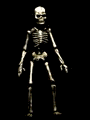 animated-skeleton-image-0067