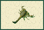 animated-scorpion-image-0011