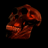 animated-skull-image-0077