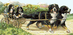 animated-bernese-mountain-dog-image-0115