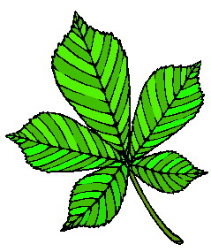 animated-leaf-image-0019