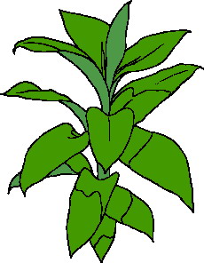 animated-leaf-image-0061