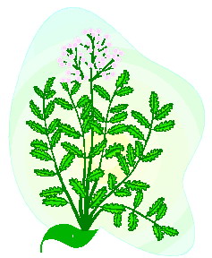 animated-leaf-image-0079