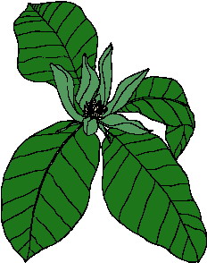 animated-leaf-image-0080